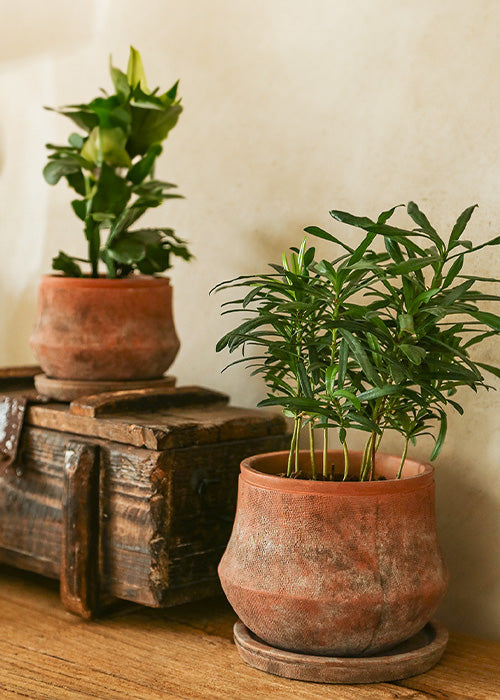 A terracotta-colored plant pot with a distinctive burnt texture. The pot's warm earthy tones and textured surface evoke a rustic and artisanal feel, adding natural charm to any space. Perfect for showcasing your favorite plants and bringing a touch of organic elegance to your home or garden decor