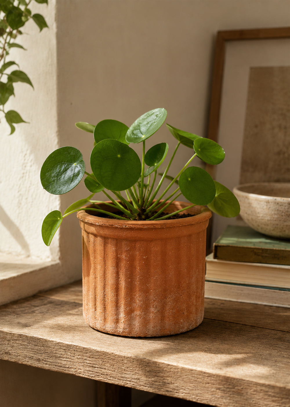 Colonna ribbed planter outdoors on location