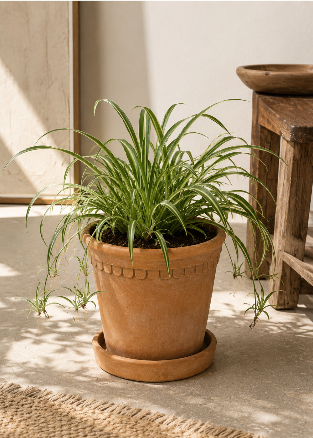 Siena terracotta planter outdoors on location