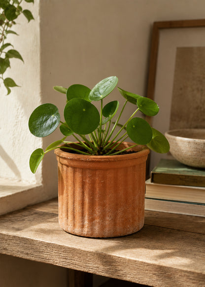 Colonna, Ribbed Terracotta Planter
