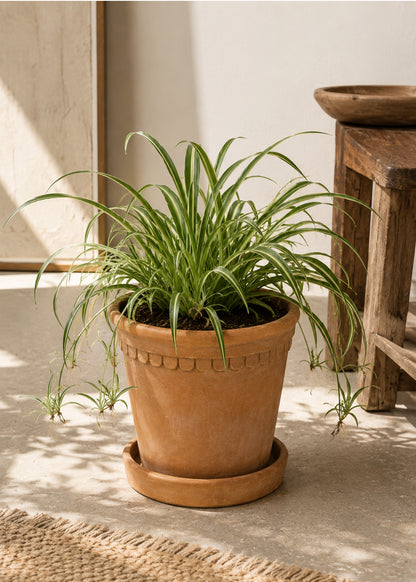 Siena, Aged Terracotta Planter with Saucer